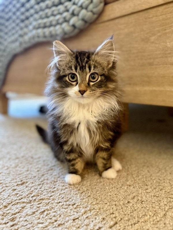 Enlarge Adelaide and Ophelia (Bonded), a ADOPTABLE mixed breed in Gaylordsville, CT image 3/3