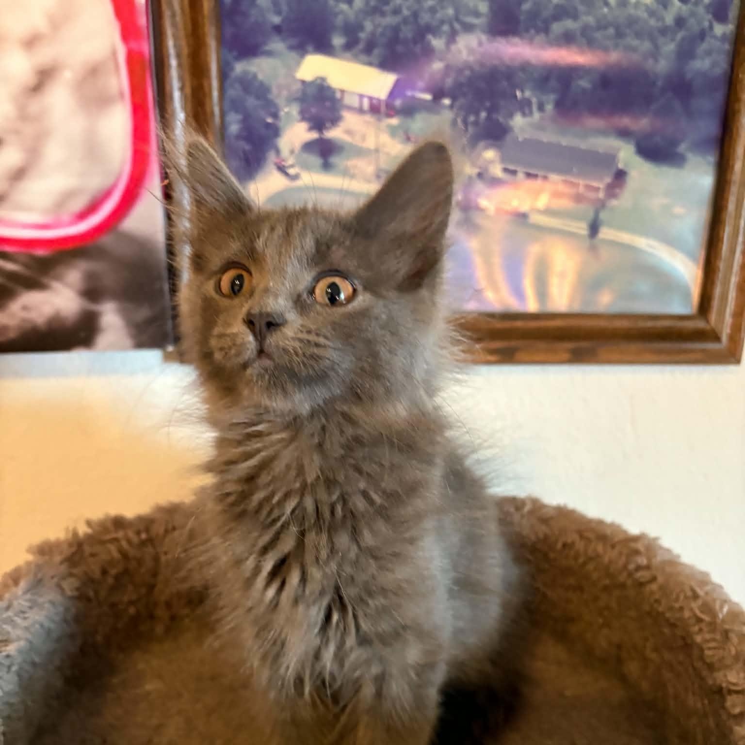 Ginny, Adoptable, Kitten Female Domestic Medium Hair.