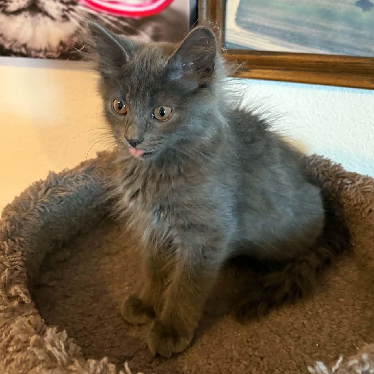 Enlarge Ginny, a Adoptable Domestic Medium Hair in Sedalia, MO image 2/2