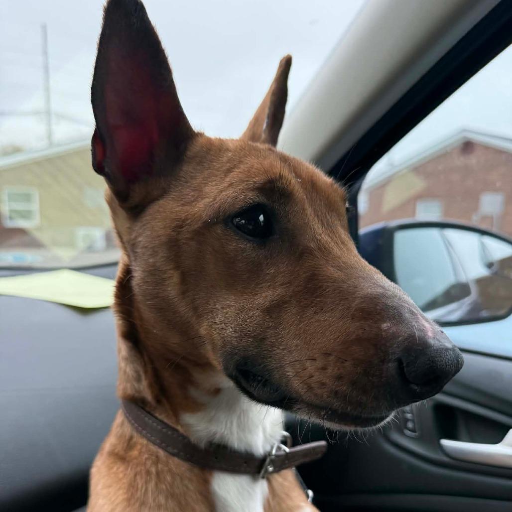 Enlarge Gus, a Adoptable Mixed Breed in Lima, OH image 1/3