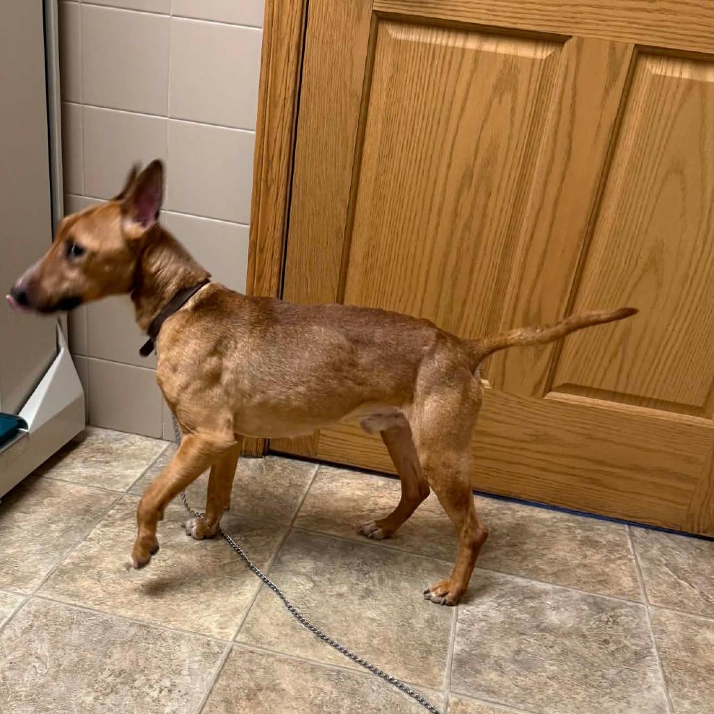 Enlarge Gus, a Adoptable Mixed Breed in Lima, OH image 2/3