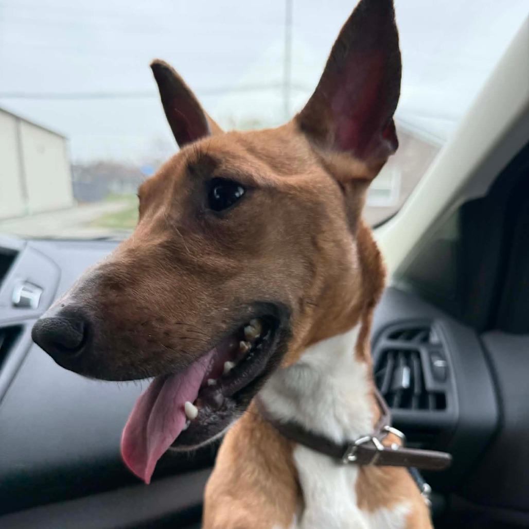 Enlarge Gus, a Adoptable Mixed Breed in Lima, OH image 3/3