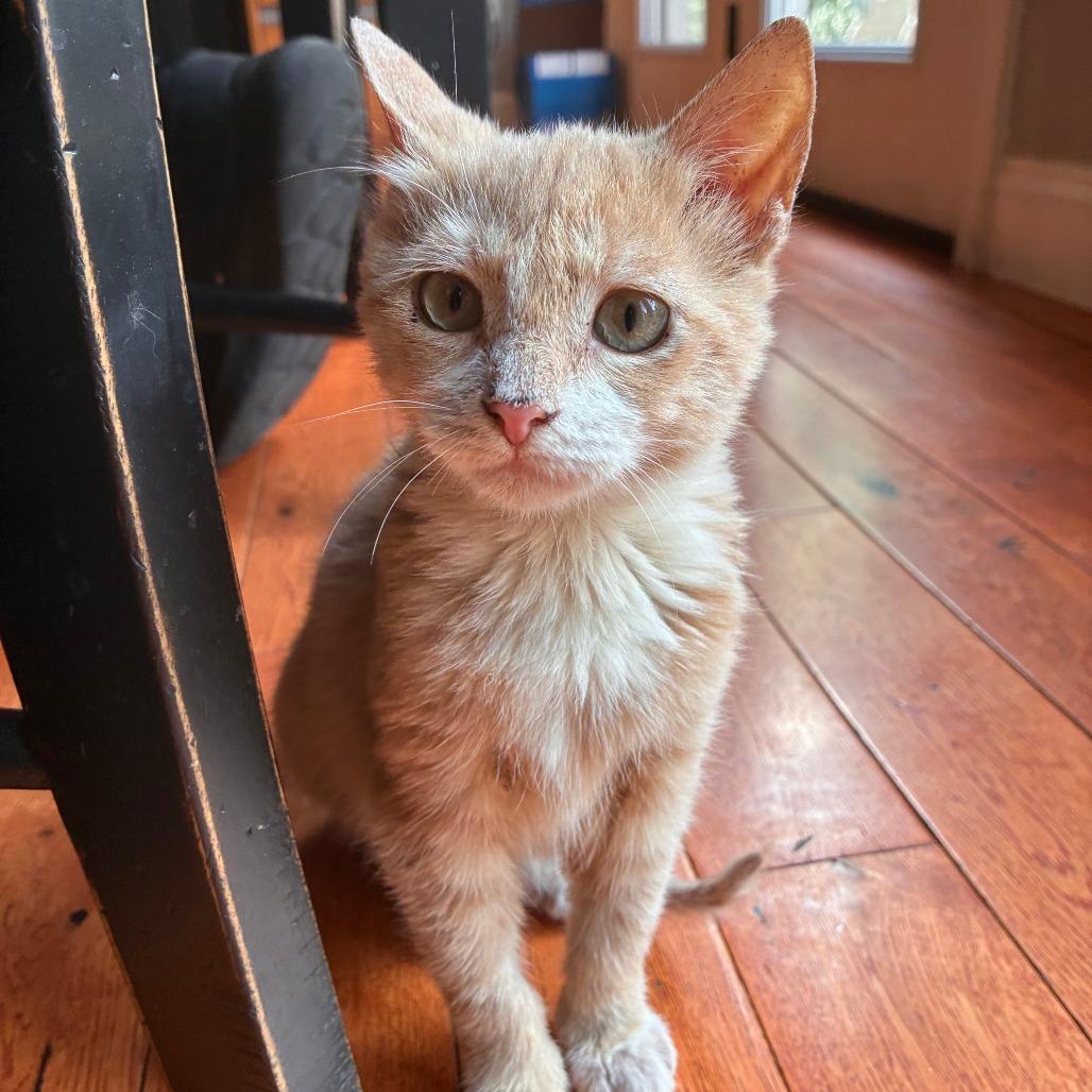 Winnie, a Adoptable Domestic Short Hair in Saugerties, NY image 1/2