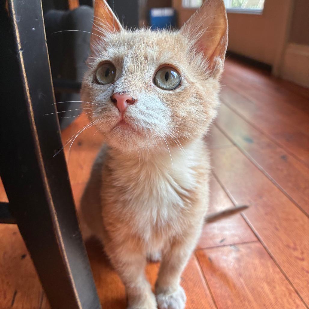 Winnie, a Adoptable Domestic Short Hair in Saugerties, NY image 2/2