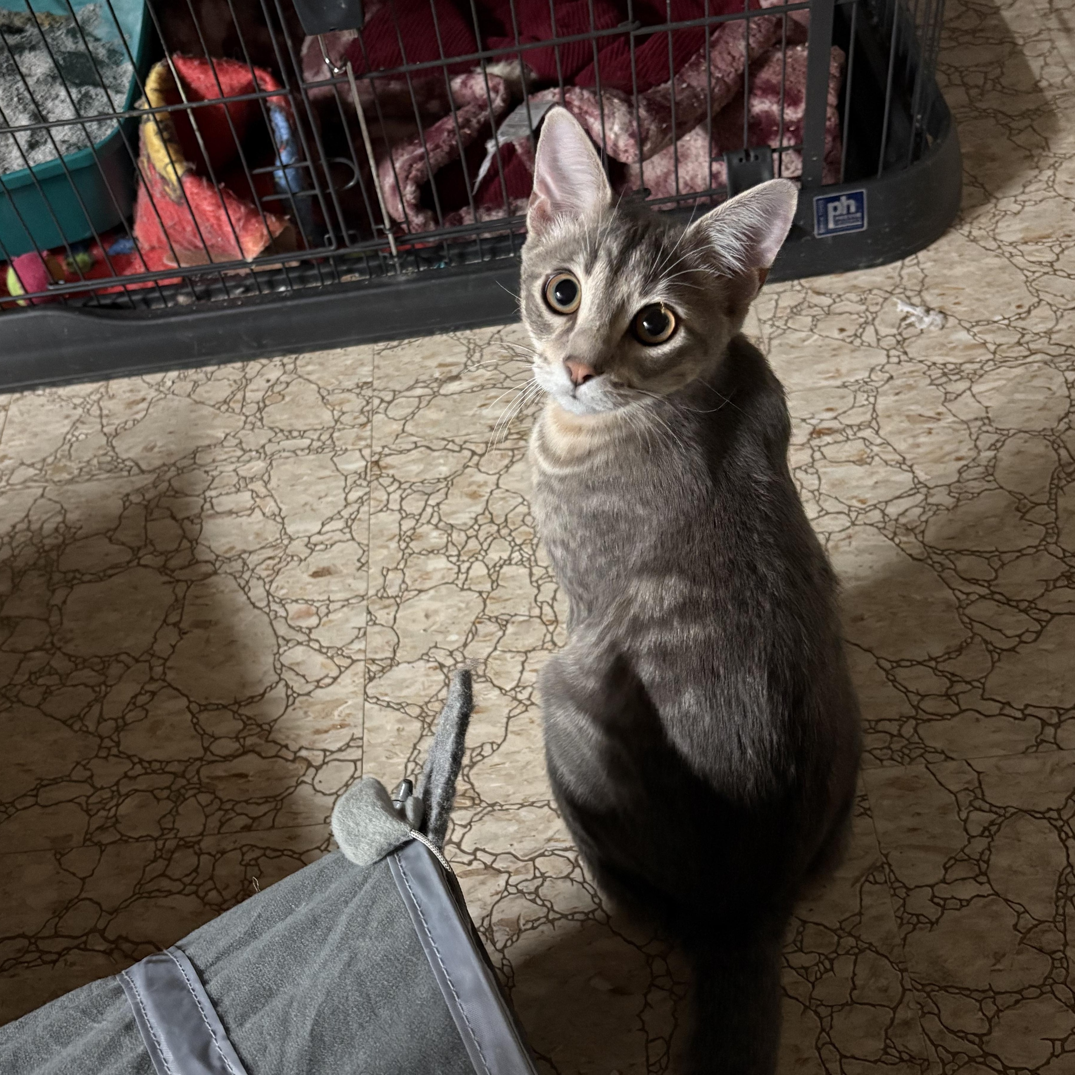 Enlarge Purrlock Holmes, a Adopted Domestic Short Hair in Garden City, MI image 3/4