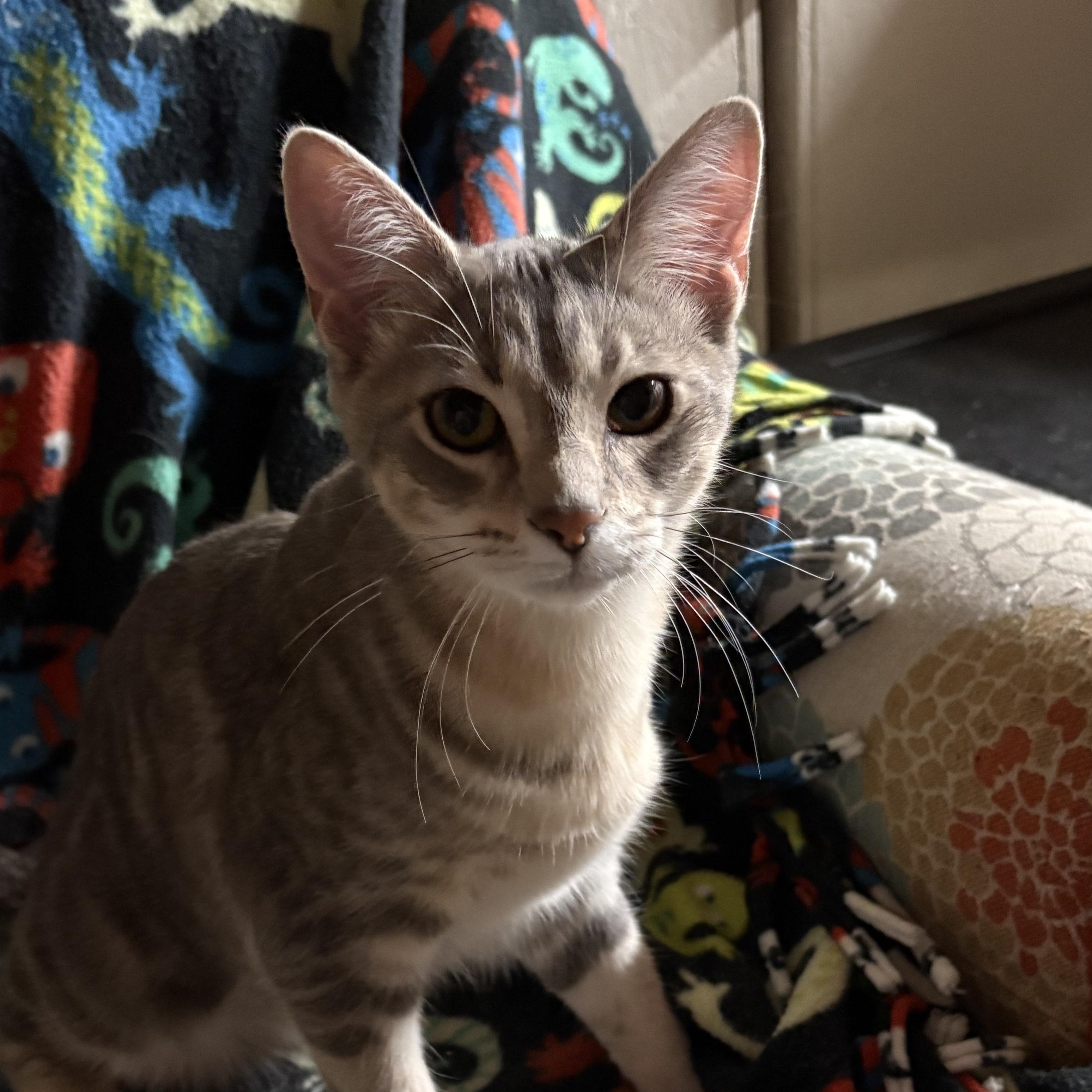 Enlarge Purrlock Holmes, a Adopted Domestic Short Hair in Garden City, MI image 4/4