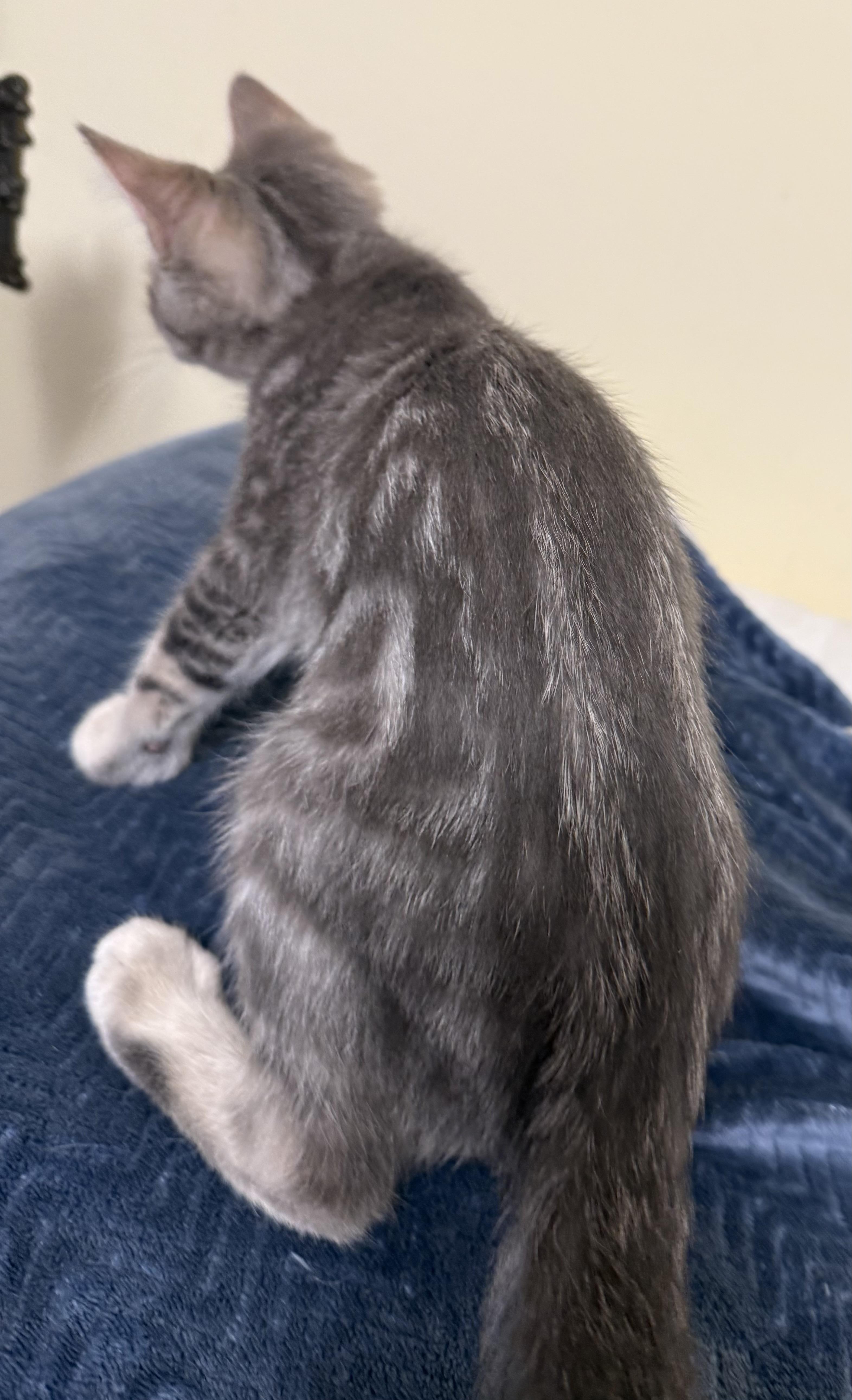 Purrlock Holmes, an adopted Domestic Short Hair in Garden City, MI image 4/4