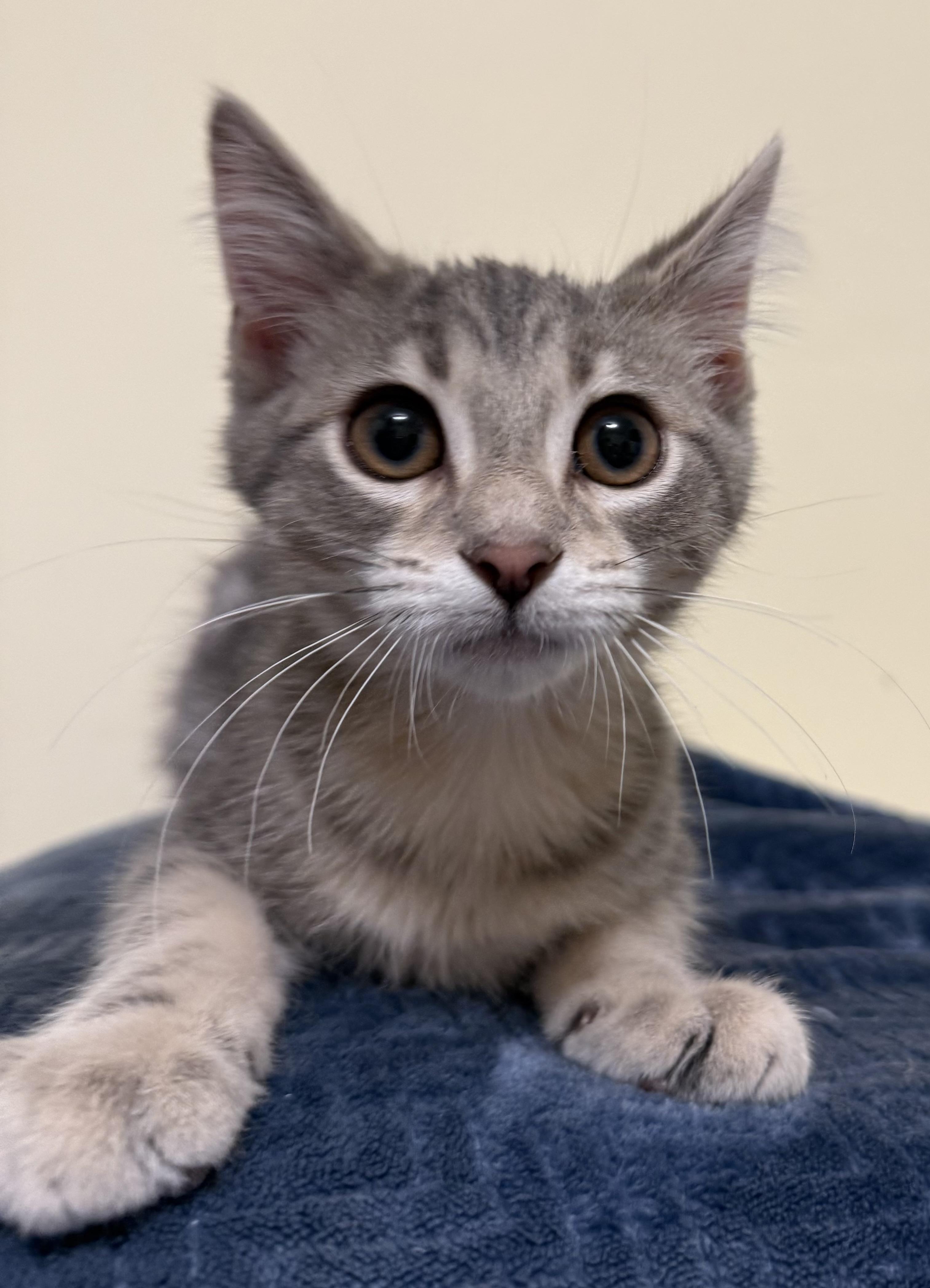 Purrlock Holmes, an adopted Domestic Short Hair in Garden City, MI image 2/4