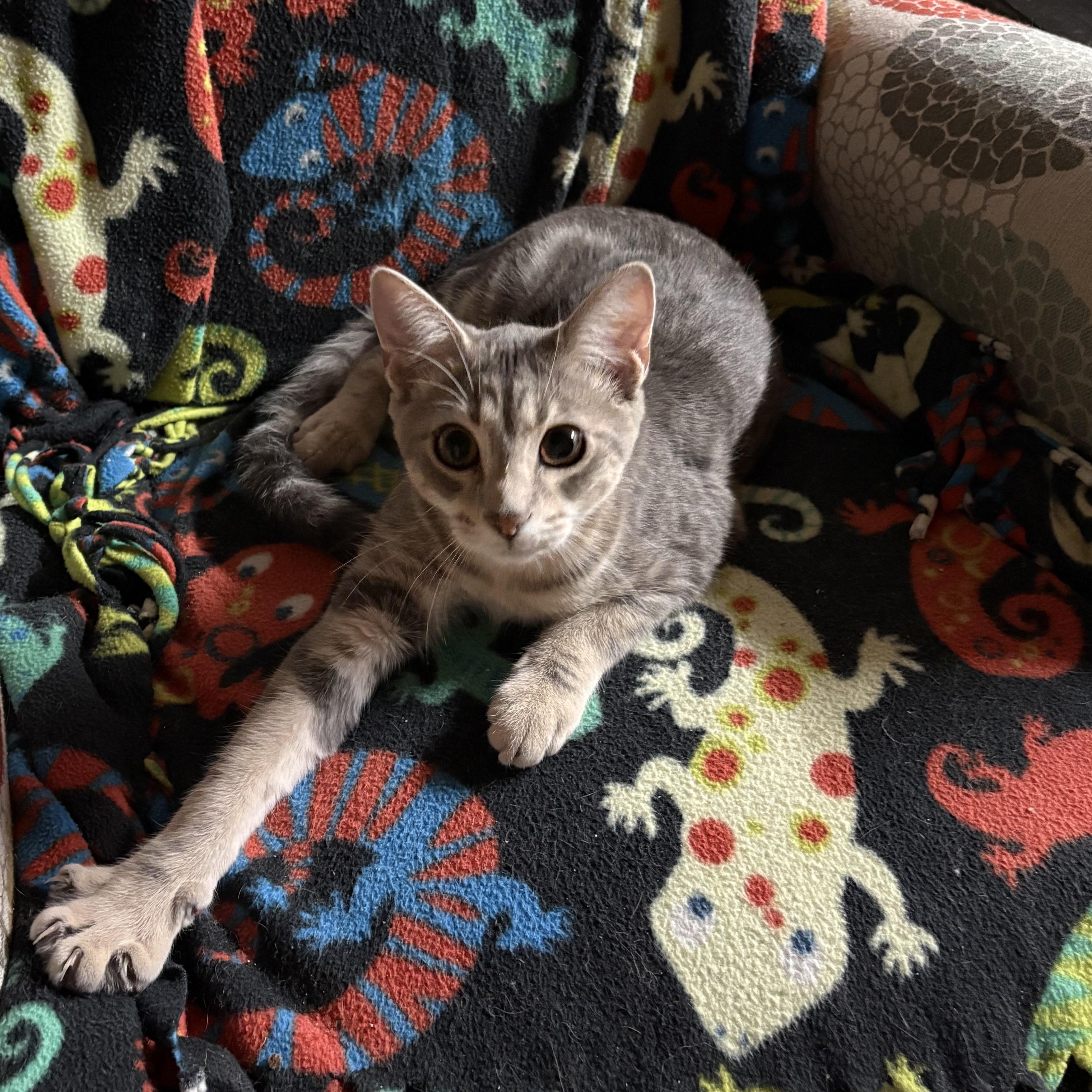 Enlarge Purrlock Holmes, a Adopted Domestic Short Hair in Garden City, MI image 2/4