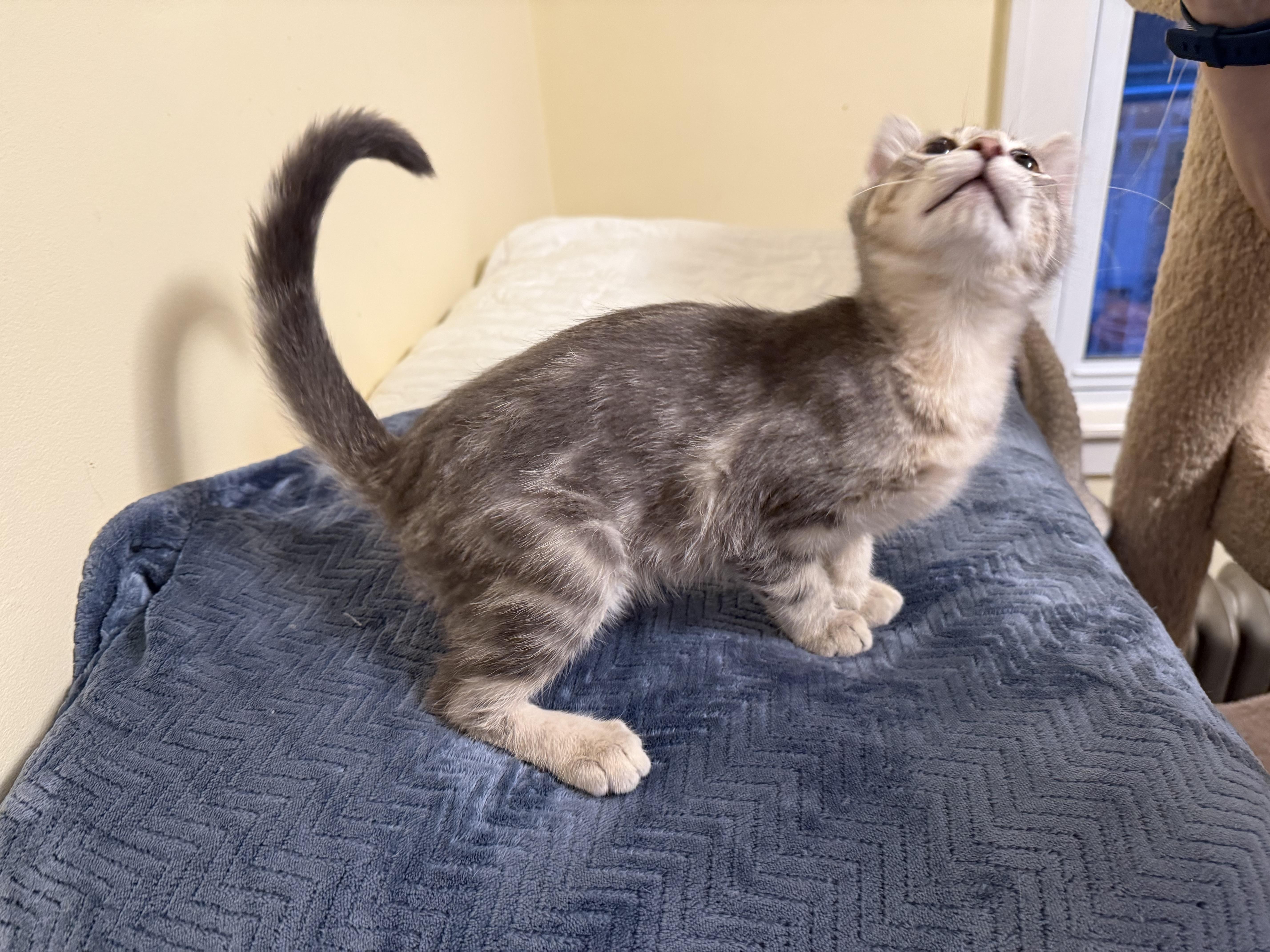 Purrlock Holmes, an adopted Domestic Short Hair in Garden City, MI image 3/4