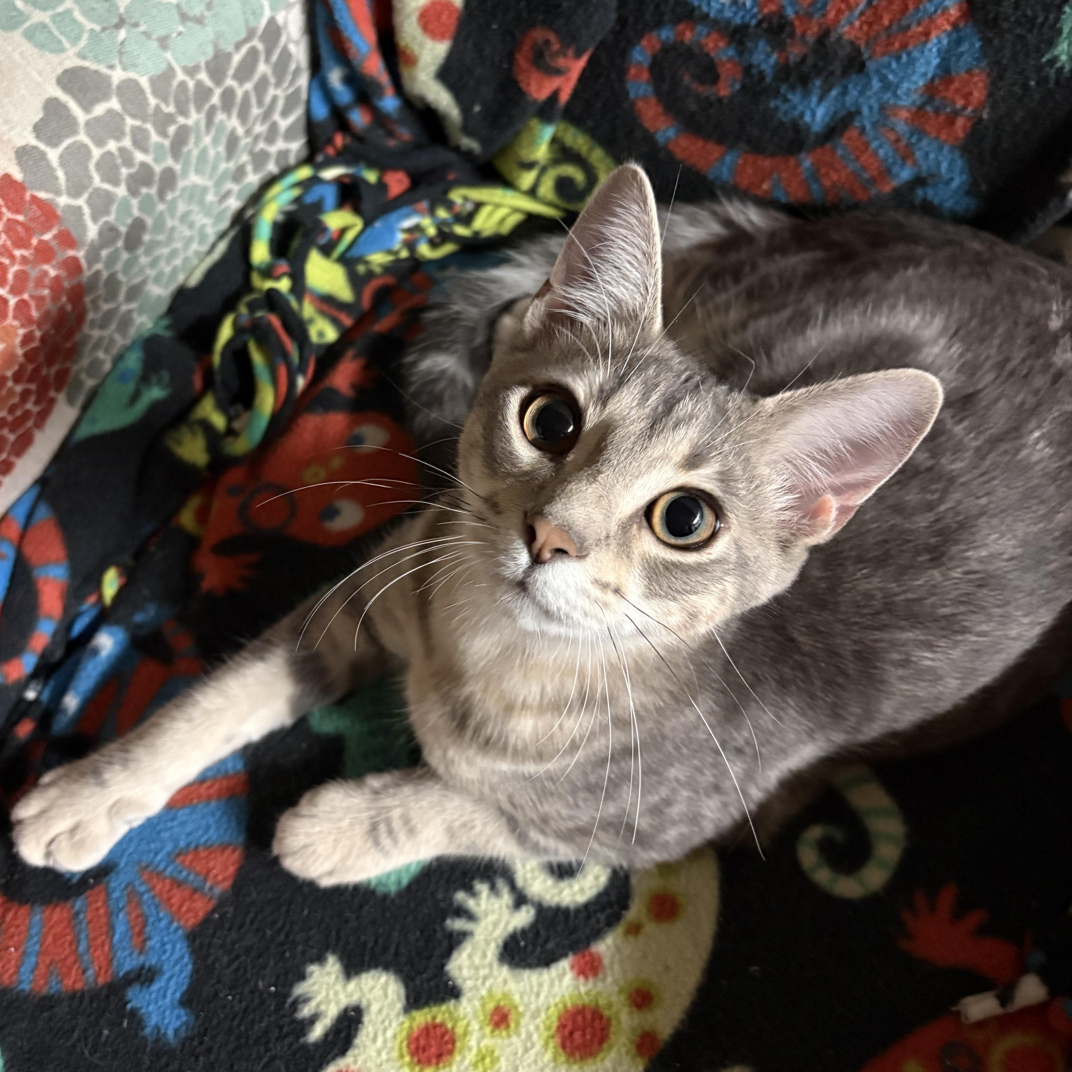 Enlarge Purrlock Holmes, a Adopted Domestic Short Hair in Garden City, MI image 1/4