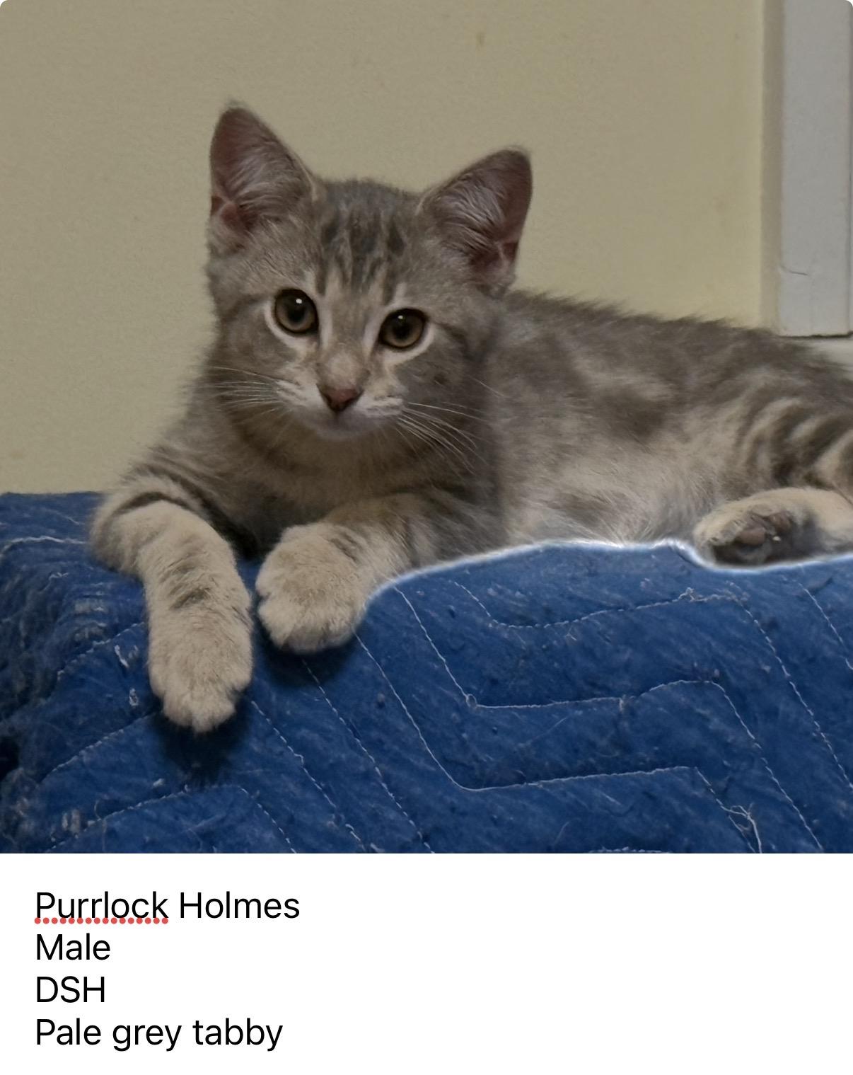 Purrlock Holmes, adopted, Kitten Male Domestic Short Hair.