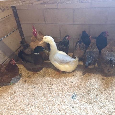 Enlarge Iris, a Adoptable Chicken in Novelty, OH image 1/1