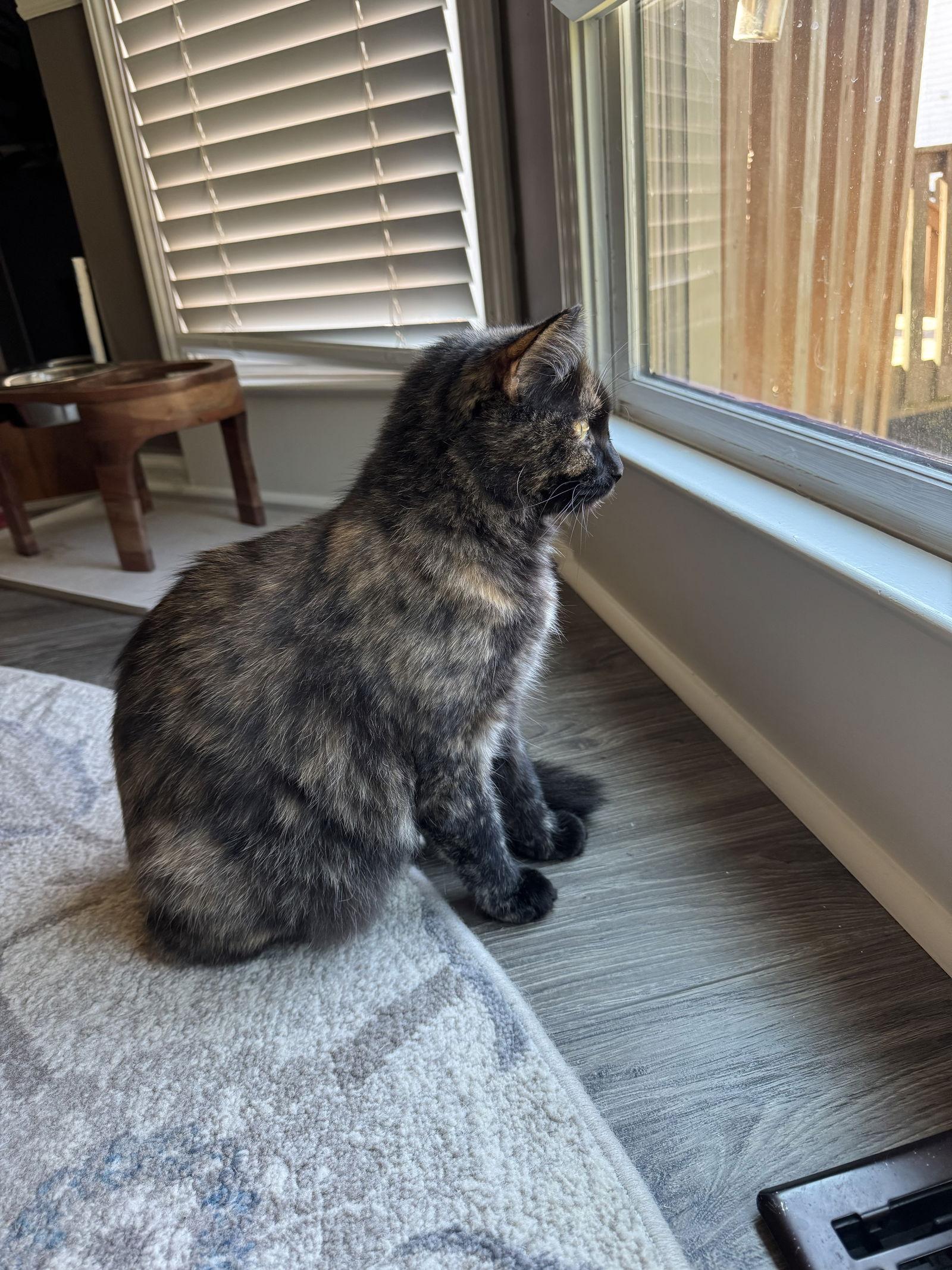 Enlarge Molly, a Adoptable Tortoiseshell in Cumming, GA image 1/3