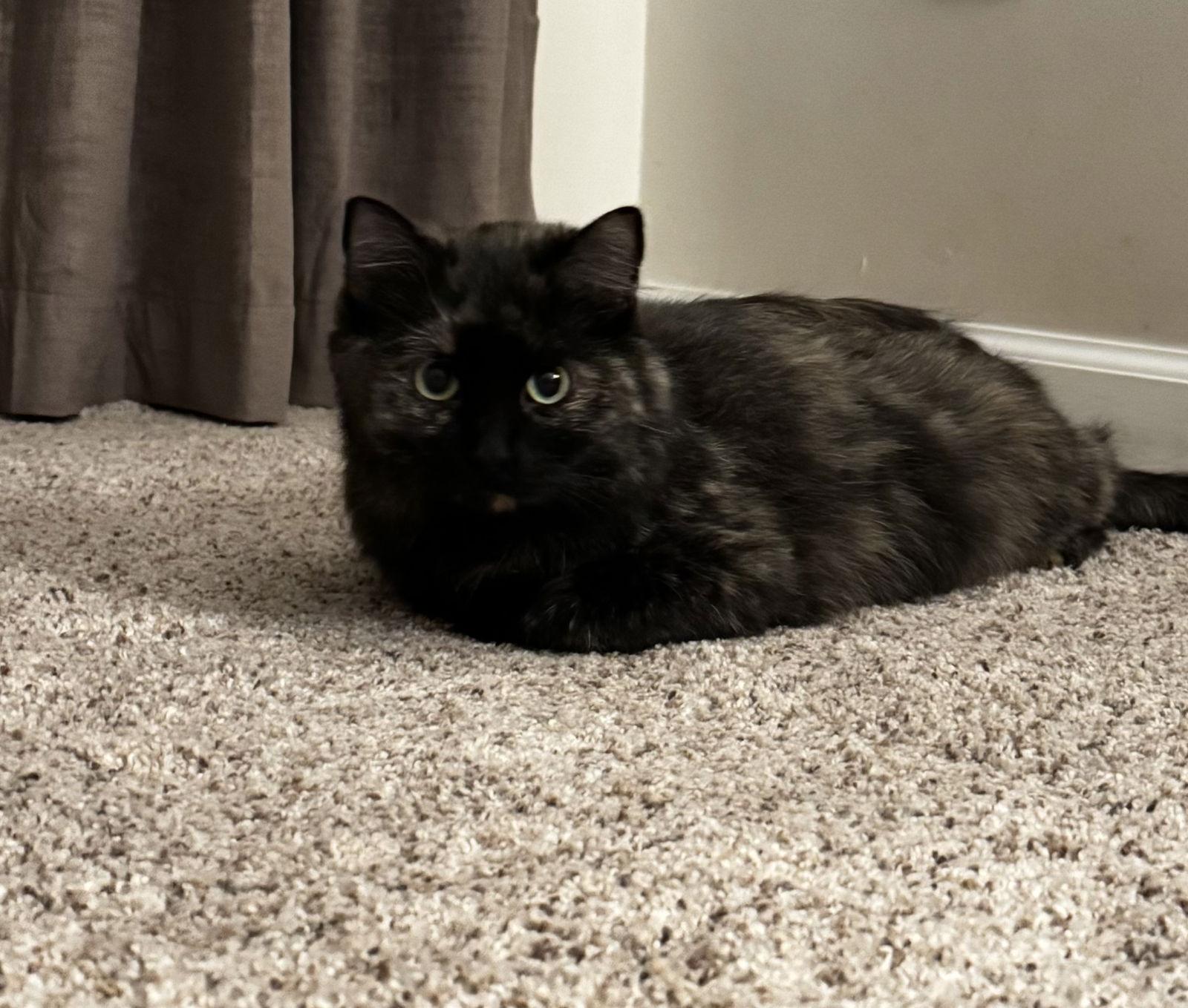 Enlarge Molly, a Adoptable Tortoiseshell in Cumming, GA image 3/3