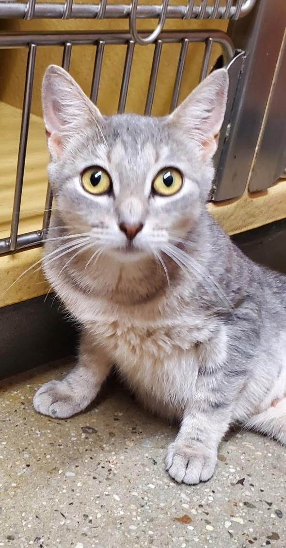 Misty, ADOPTABLE, Young Female Domestic Short Hair.