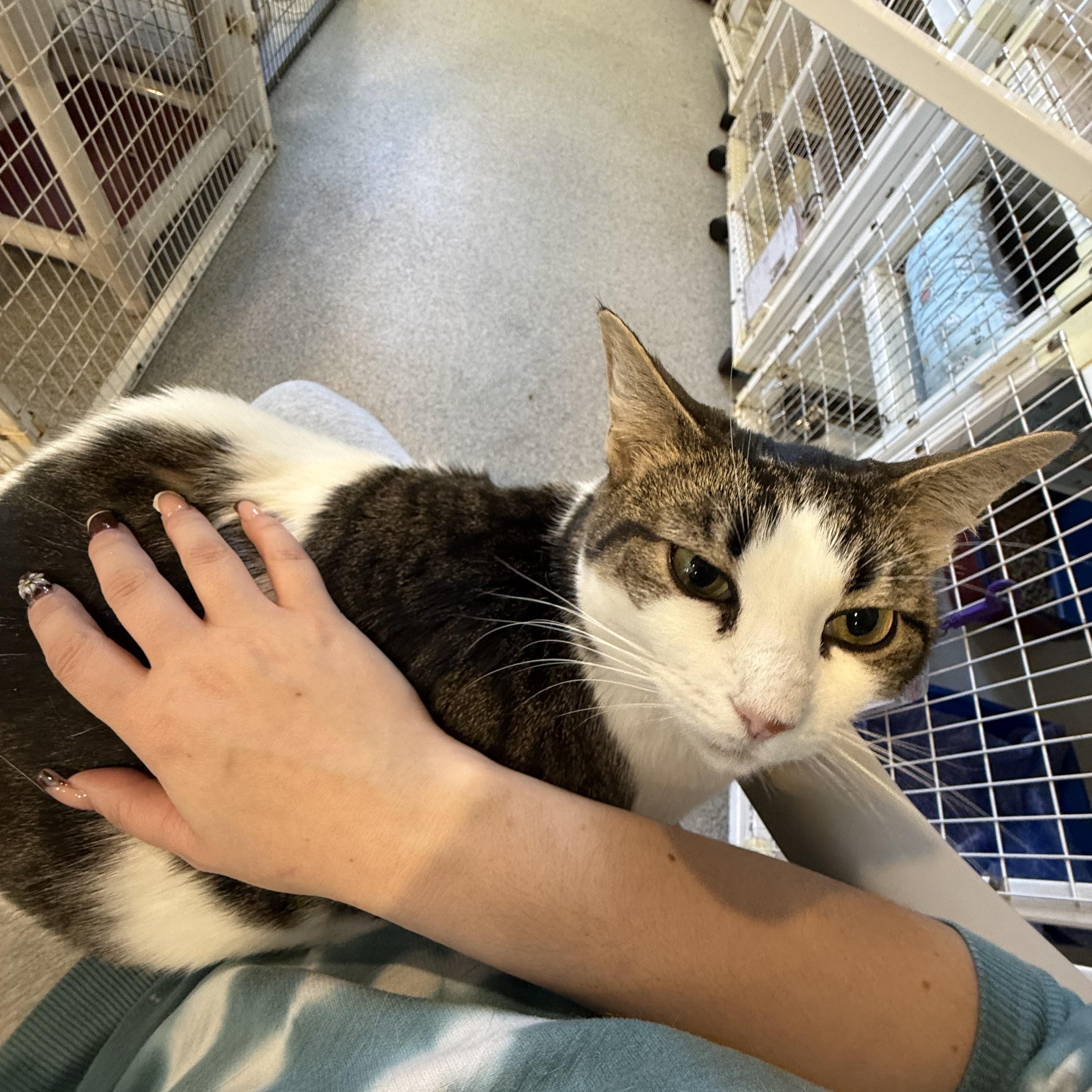 Enlarge Lianna, a Adoptable Domestic Short Hair in Clifton, NJ image 1/2