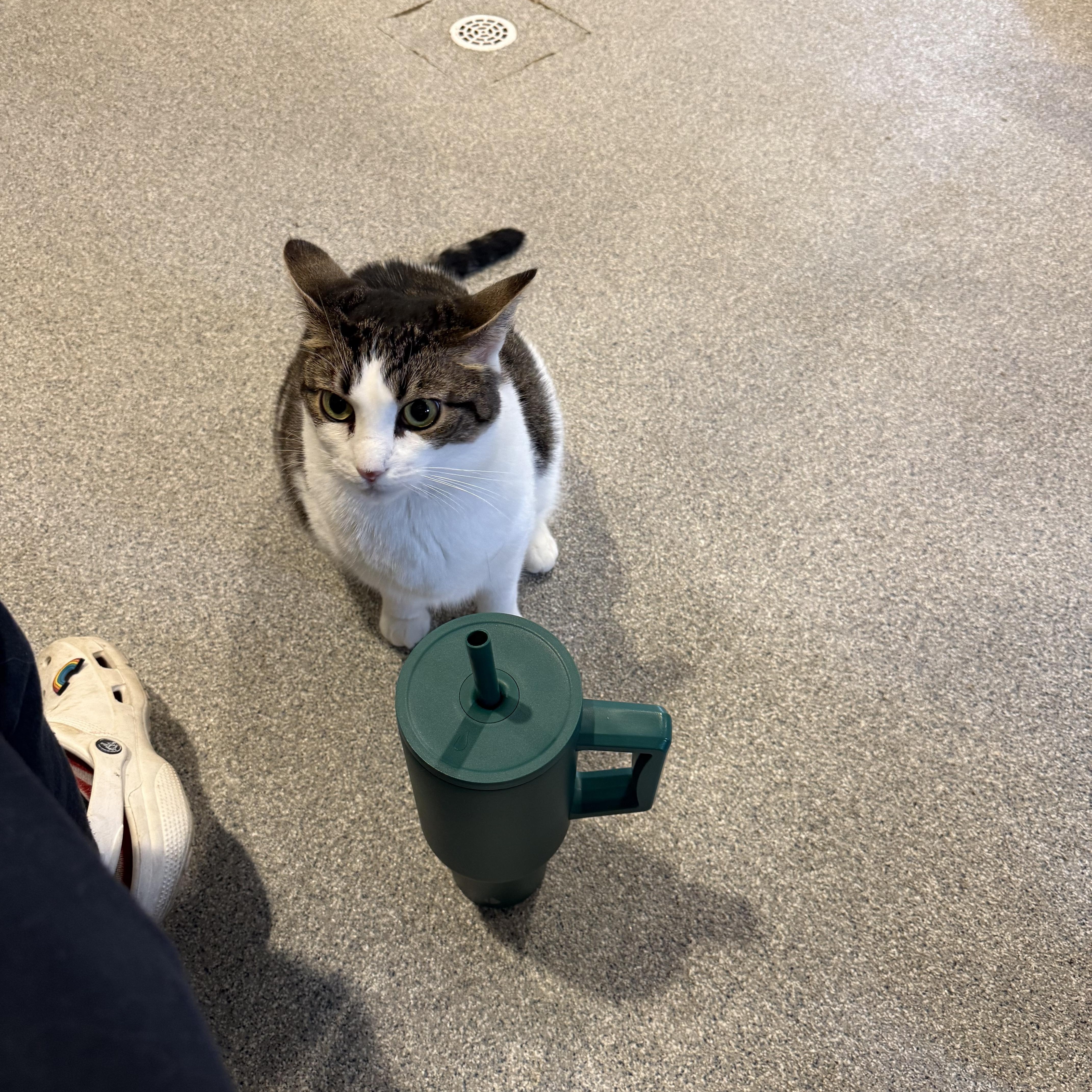 Enlarge Lianna, a Adoptable Domestic Short Hair in Clifton, NJ image 2/2