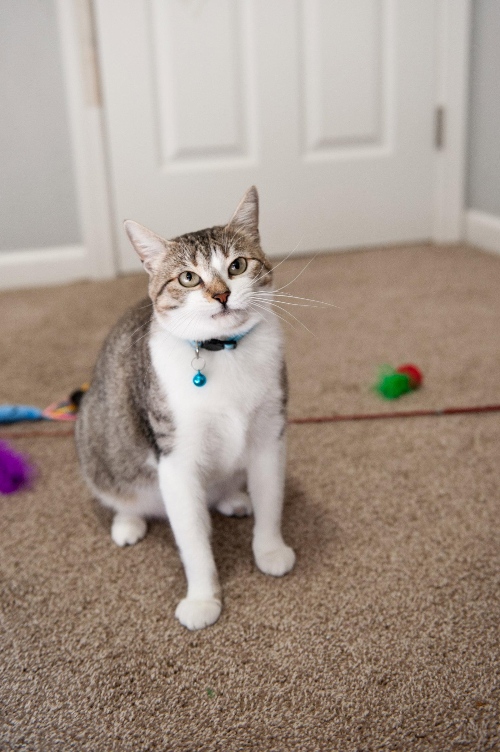 Edna, Adopted, Adult Female Domestic Short Hair & Tabby.
