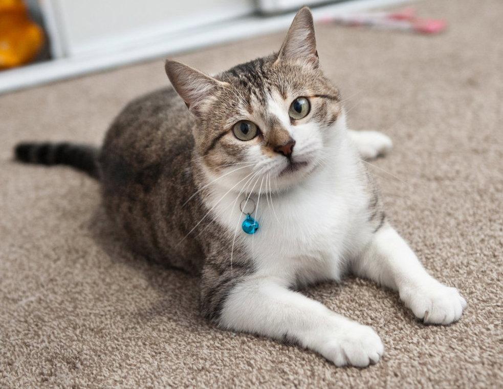 Enlarge Edna, a Adopted mixed breed in San Jose, CA image 2/3