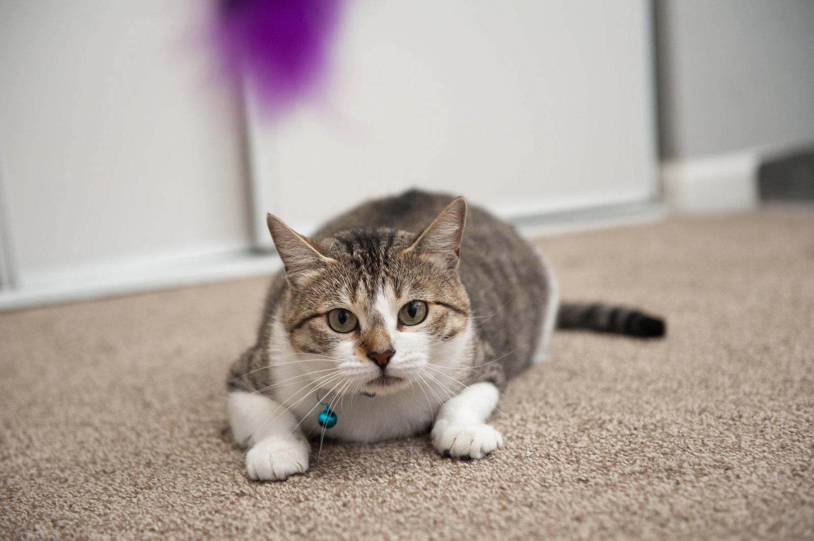 Enlarge Edna, a Adopted mixed breed in San Jose, CA image 3/3