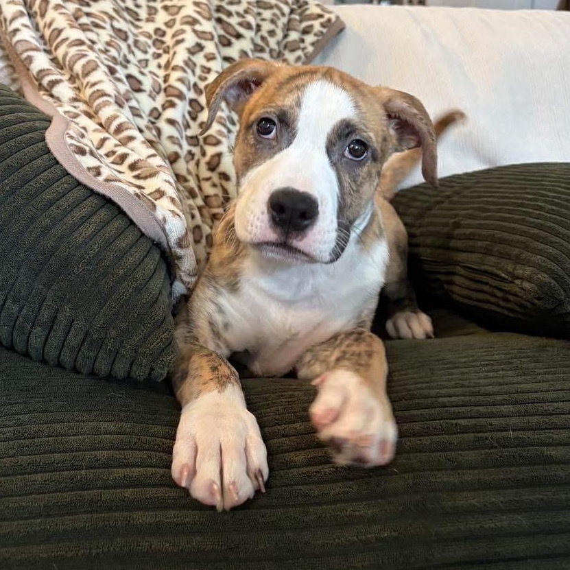 Stunner, ADOPTABLE, Puppy Male Mixed Breed.