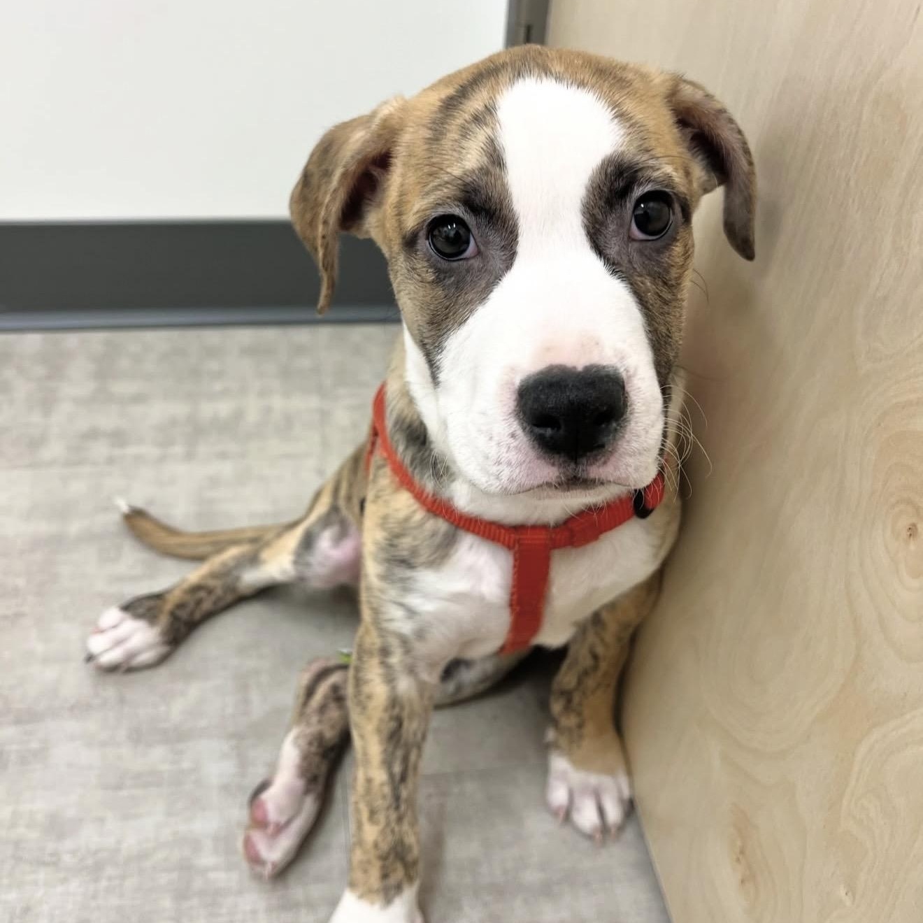 Stunner, ADOPTABLE, Puppy Male Mixed Breed.