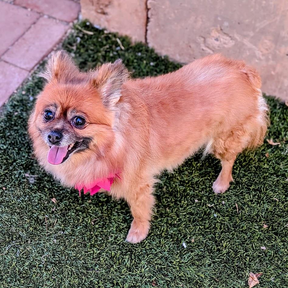 Bella, a ADOPTABLE mixed breed in St. George, UT image 3/5