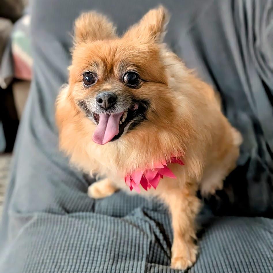 Bella, a ADOPTABLE mixed breed in St. George, UT image 5/5