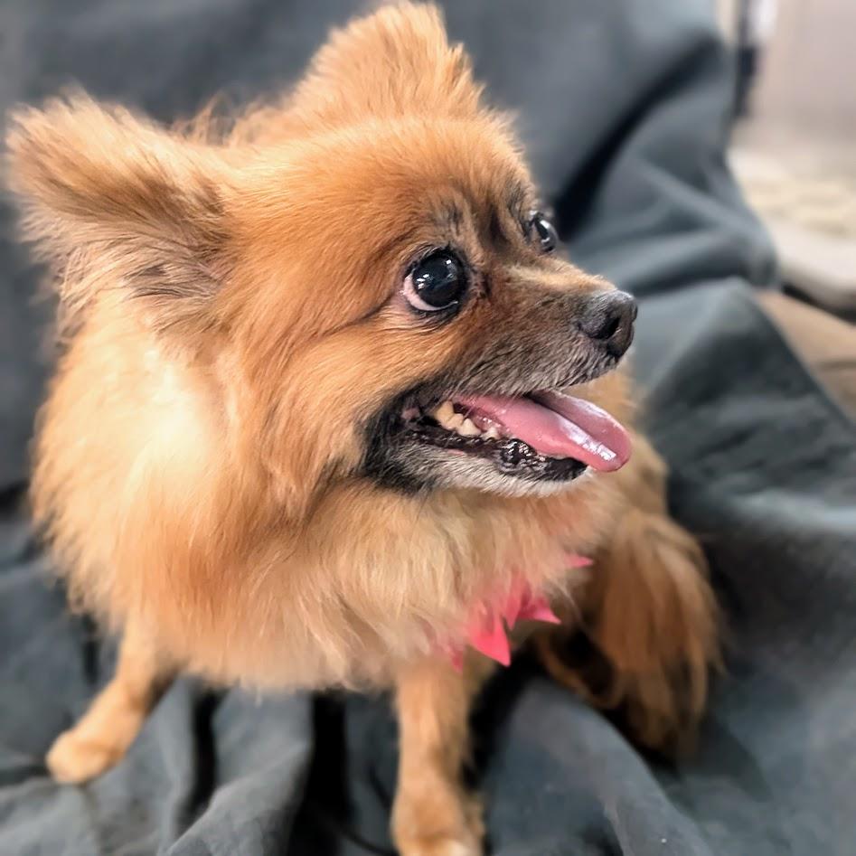 Bella, a ADOPTABLE mixed breed in St. George, UT image 4/5