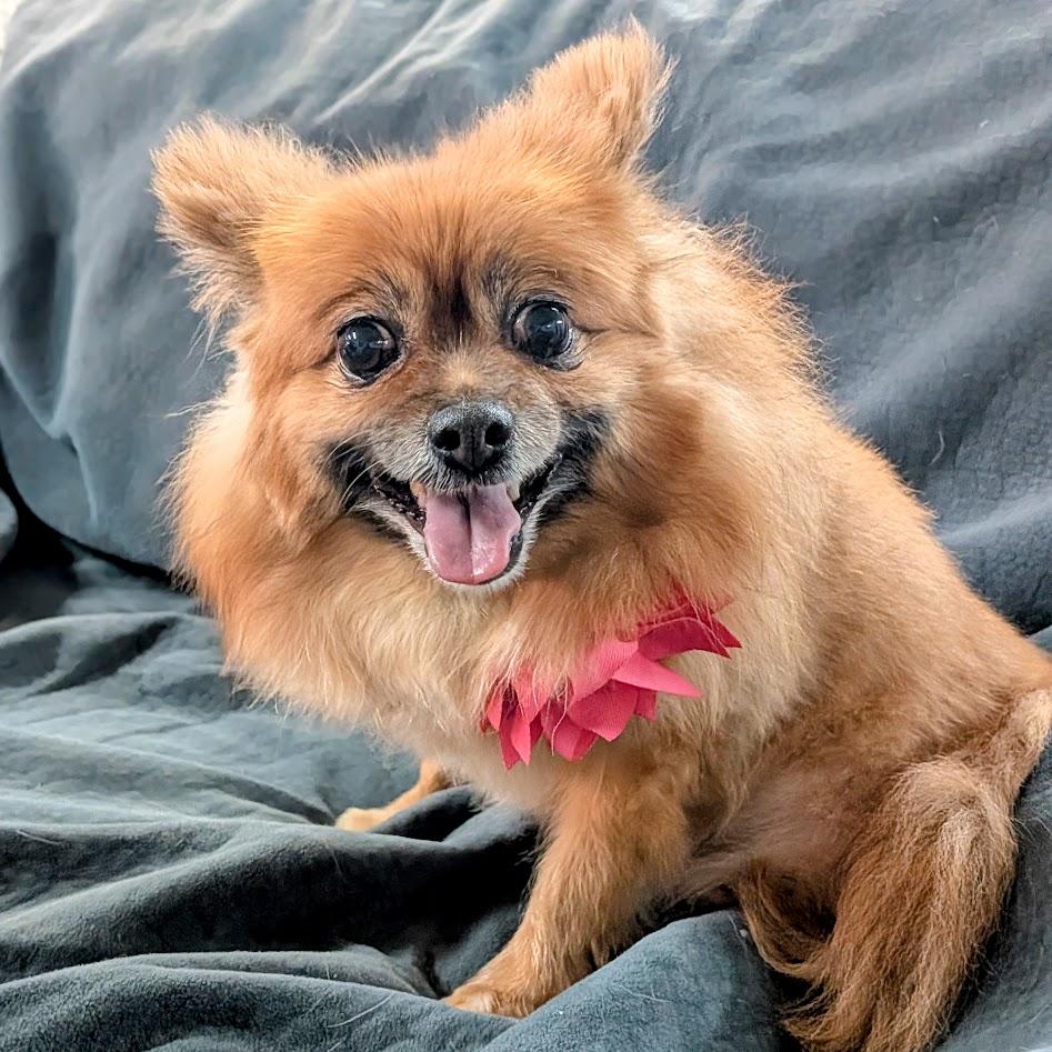 Bella, a ADOPTABLE mixed breed in St. George, UT image 2/5