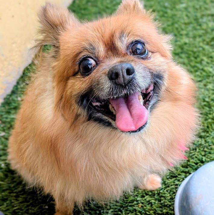 Bella, a ADOPTABLE mixed breed in St. George, UT image 1/5