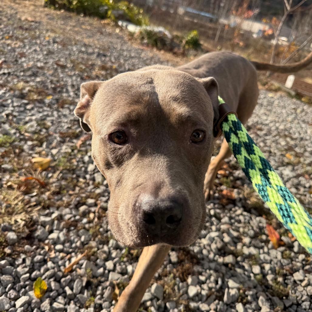 Daisy, Adoptable, Senior Female Mixed Breed.