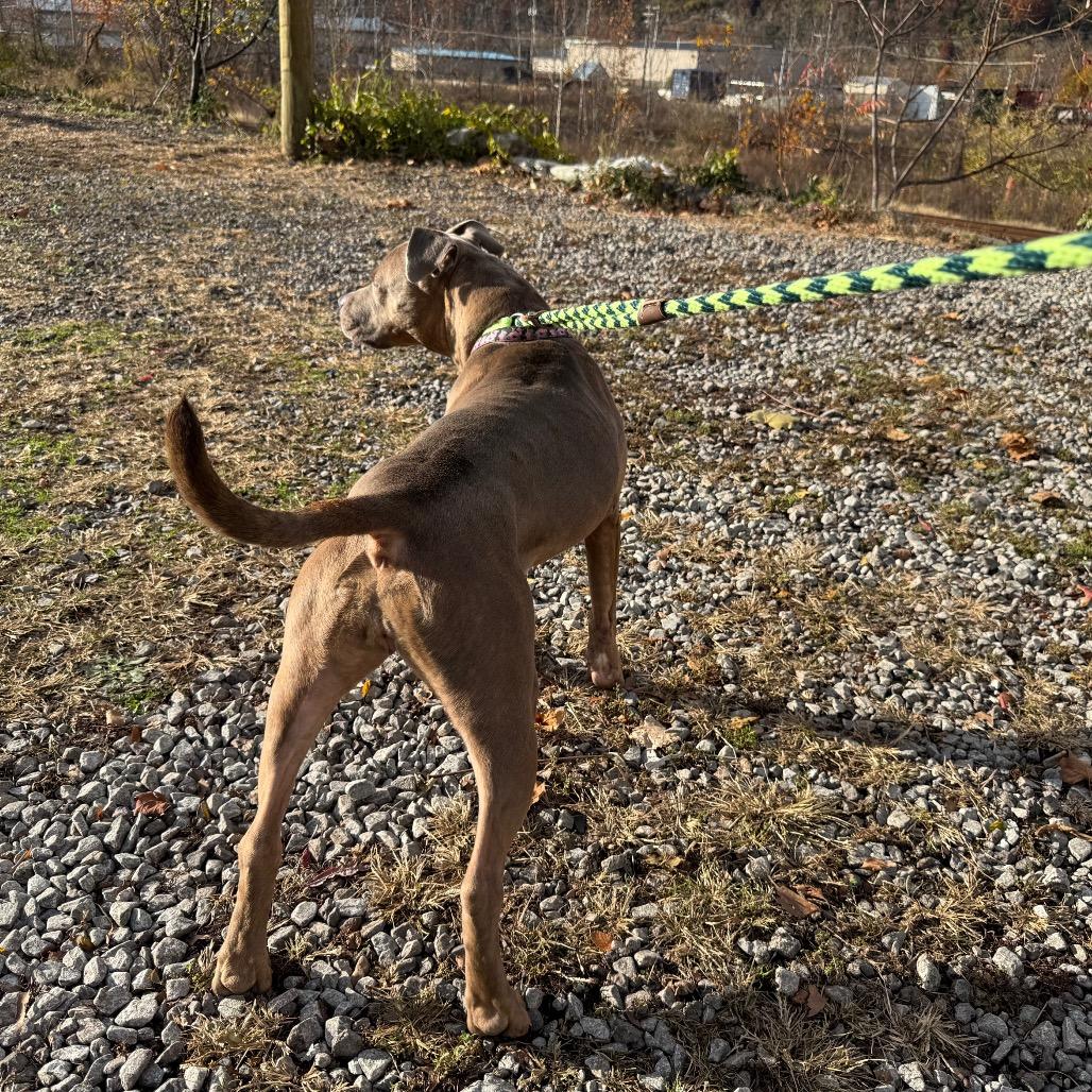 Daisy, a Adoptable Mixed Breed in Pittsburgh, PA image 2/6