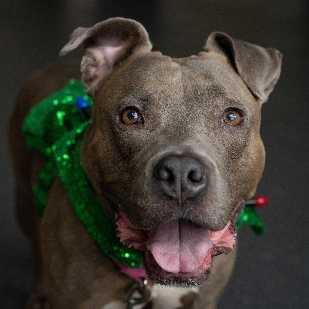 Daisy, a Adoptable Mixed Breed in Pittsburgh, PA image 3/6