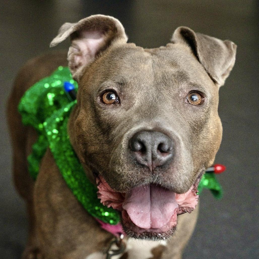 Daisy, a Adoptable Mixed Breed in Pittsburgh, PA image 3/6