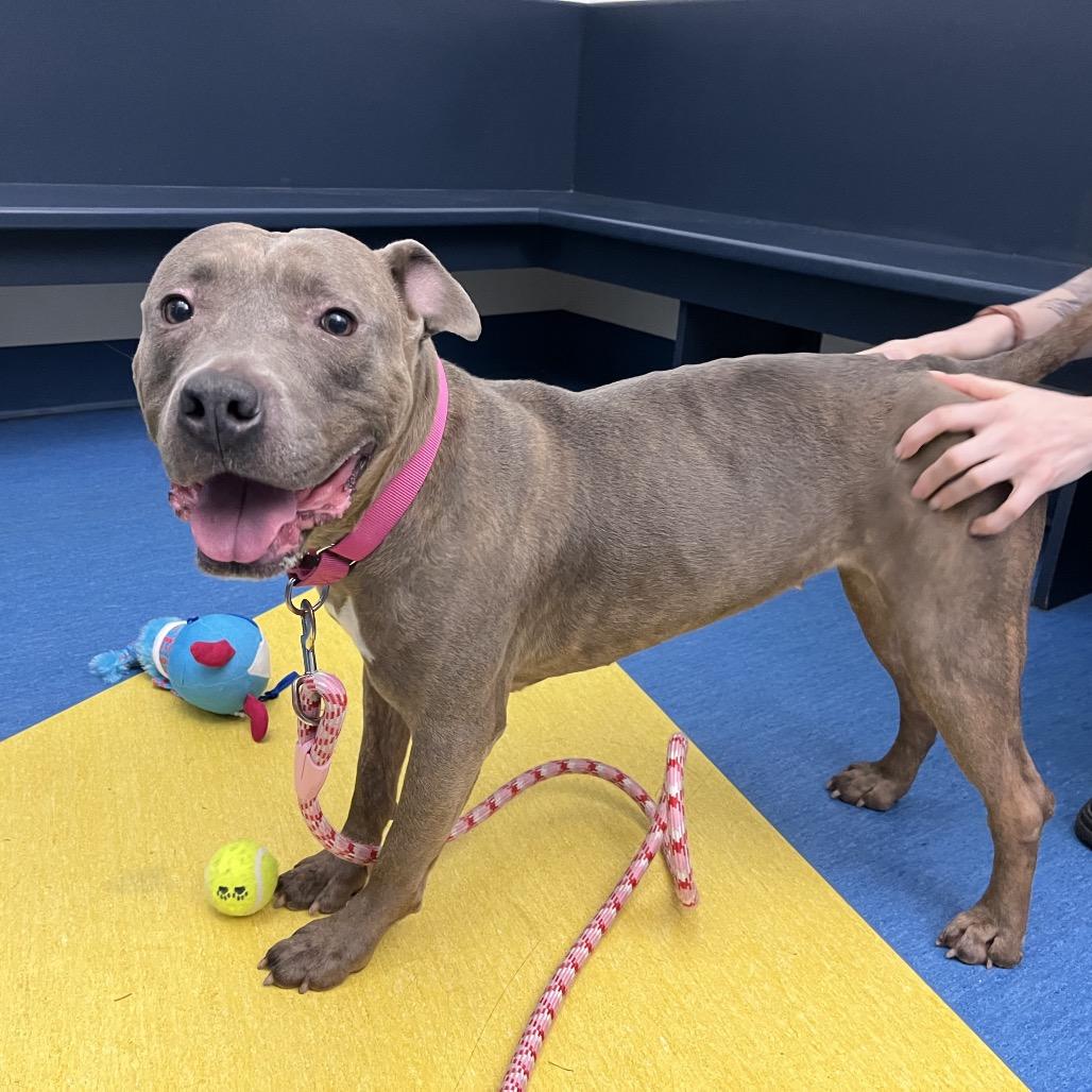 Daisy, a Adoptable Mixed Breed in Pittsburgh, PA image 4/6