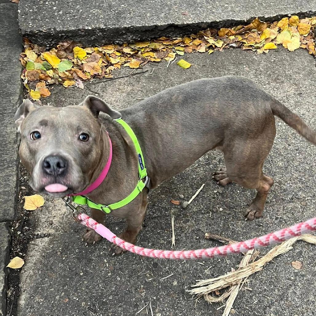 Daisy, a Adoptable Mixed Breed in Pittsburgh, PA image 5/6