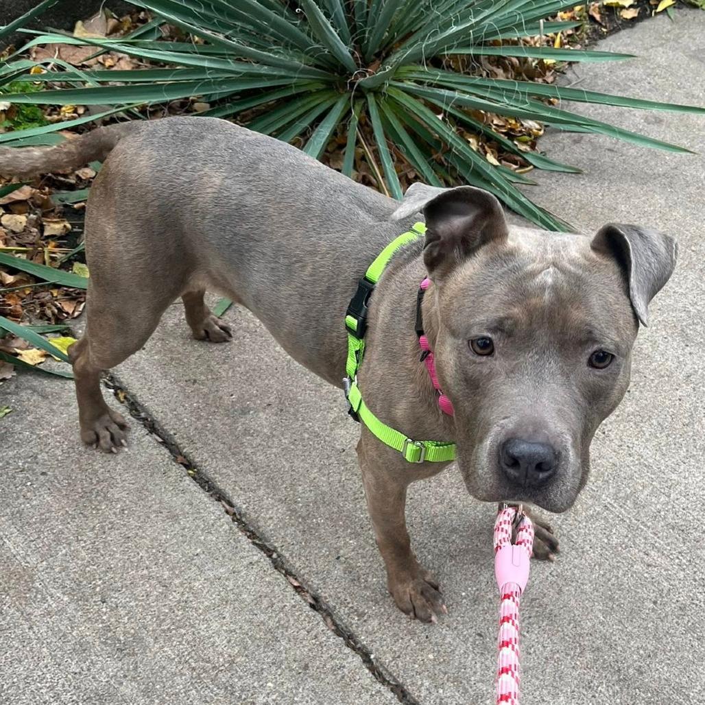 Daisy, a Adoptable Mixed Breed in Pittsburgh, PA image 6/6