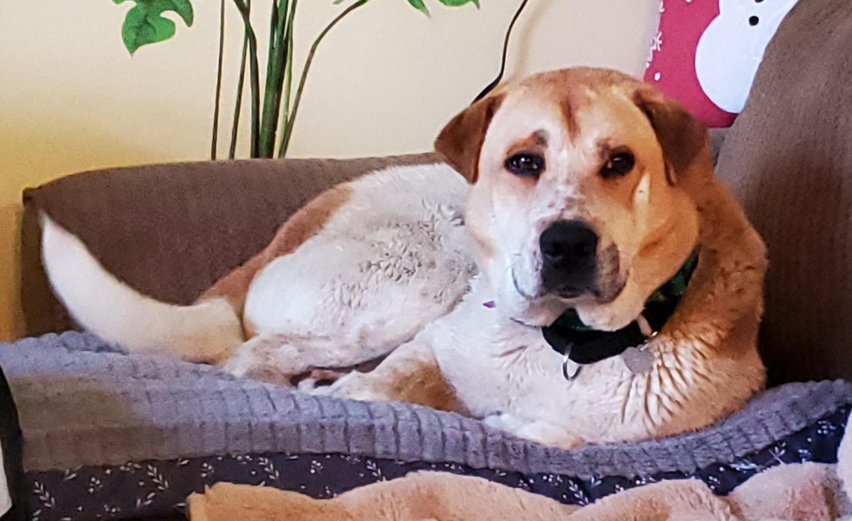 Enlarge Bryce, a Adoptable mixed breed in Huntley, IL image 1/6