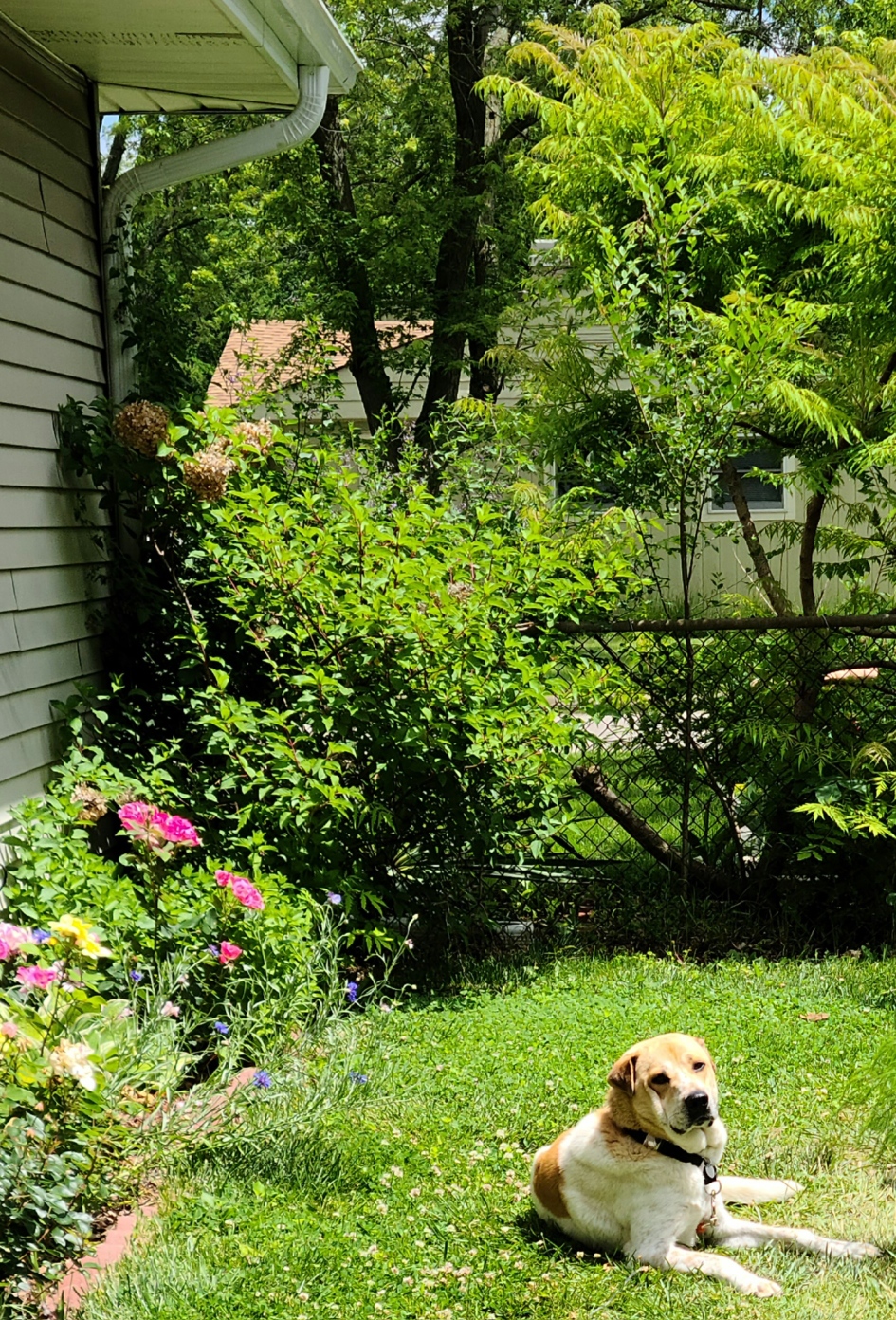 Enlarge Bryce, a Adoptable mixed breed in Huntley, IL image 6/6