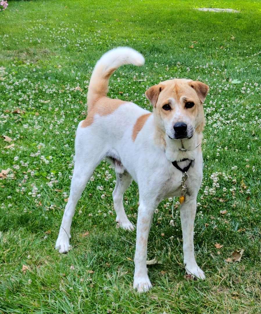 Enlarge Bryce, a Adoptable mixed breed in Huntley, IL image 3/6