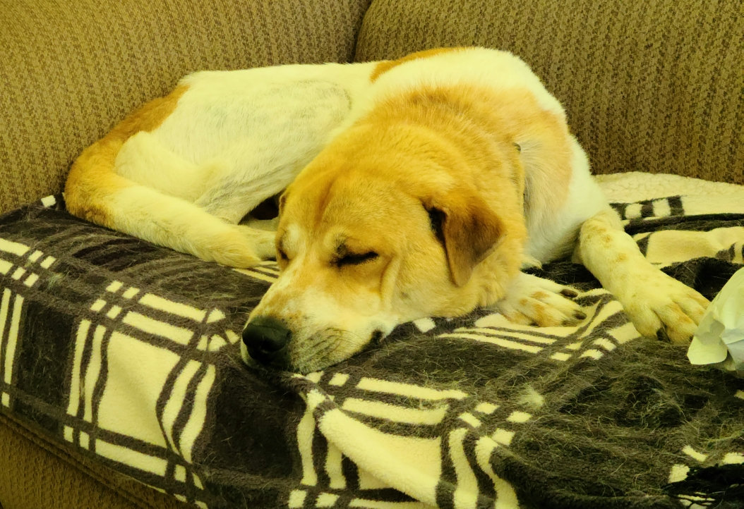 Enlarge Bryce, a Adoptable mixed breed in Huntley, IL image 5/6