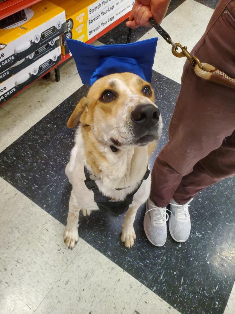 Enlarge Bryce, a Adoptable mixed breed in Huntley, IL image 2/6