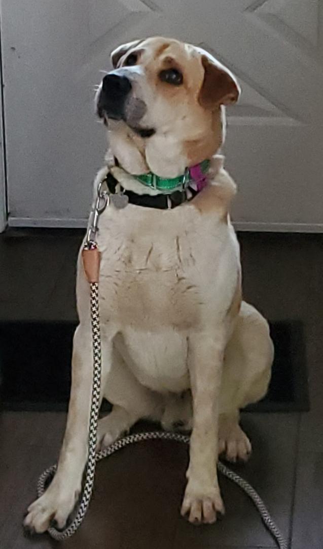 Enlarge Bryce, a Adoptable mixed breed in Huntley, IL image 4/6