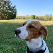 LUCY #10817 - MO, Adopted, Adult Female Brittany Spaniel.