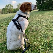 Enlarge LUCY #10817 - MO, a Adopted Brittany Spaniel in Sugar Grove, IL image 2/4