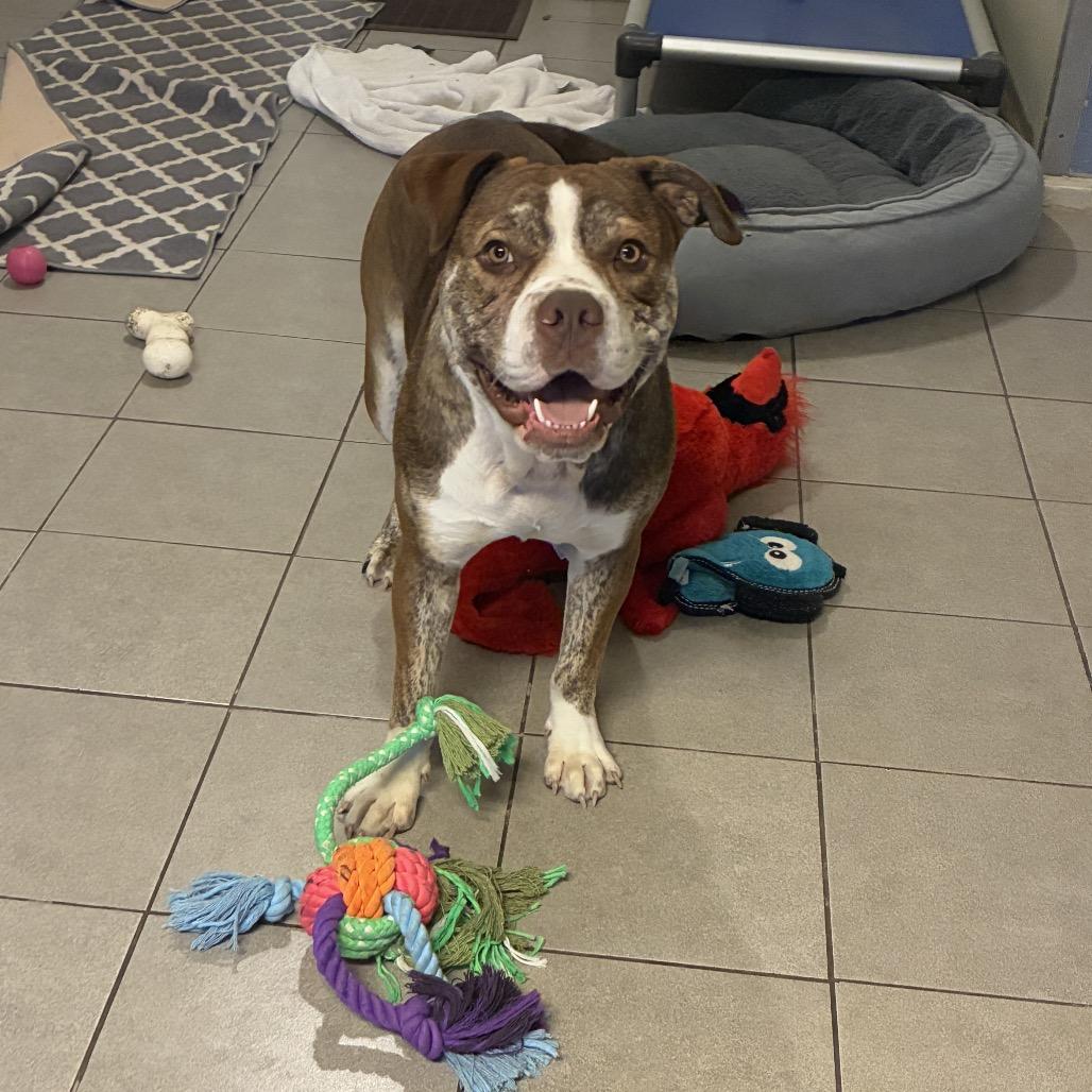 Finn 2201, Adoptable, Young Male English Bulldog.