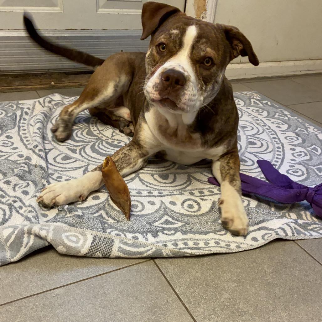 Finn 2201, Adoptable, Young Male English Bulldog.