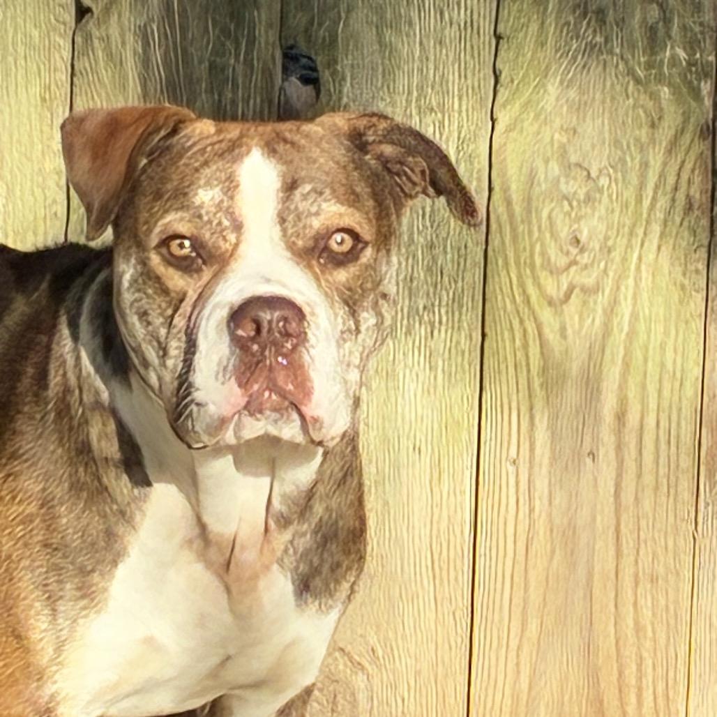 Enlarge Finn 2201, a Adoptable English Bulldog in Kansas City, MO image 5/6